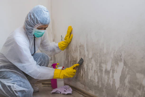 Best Emergency Mold Removal  in Germantown, IL